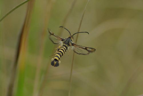Bembecia sp.